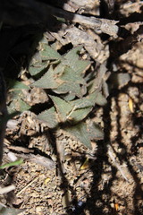 Haworthiopsis tessellata