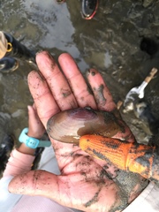 Sanguinolaria