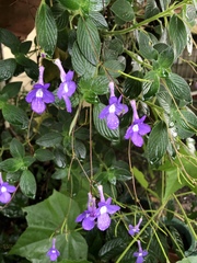 Streptocarpus saxorum