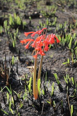Cyrtanthus contractus