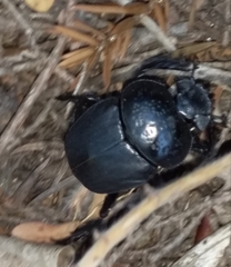 Scarabaeus semipunctatus