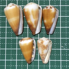Conus planorbis