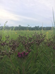 Vernonia fasciculata