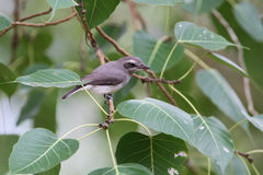 Sri Lanka Woodshrike photo 3
