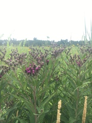 Vernonia fasciculata