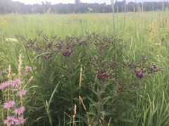 Vernonia fasciculata