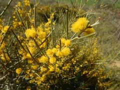 Acacia rigens