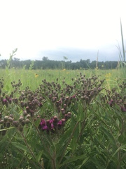 Vernonia fasciculata