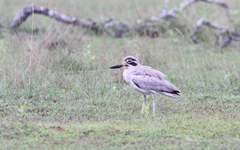 Esacus recurvirostris