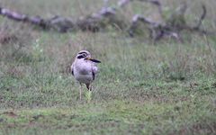 Esacus recurvirostris