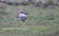 Esacus recurvirostris