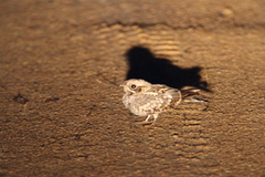 Caprimulgus asiaticus