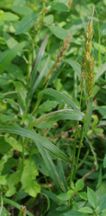 Elymus curvatus