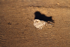 Caprimulgus asiaticus