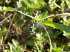 Erpetogomphus eutainia