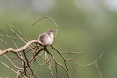 Prinia sylvatica