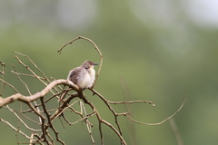 Prinia sylvatica