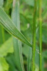 Elymus curvatus