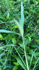 Hordeum pusillum