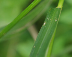 Elymus curvatus