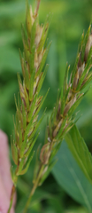 Elymus curvatus