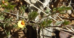 Pultenaea tenuifolia
