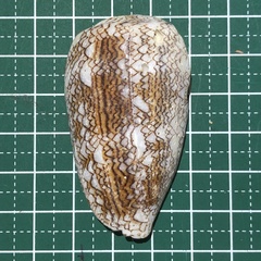 Conus textile