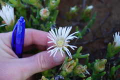 Vanzijlia annulata