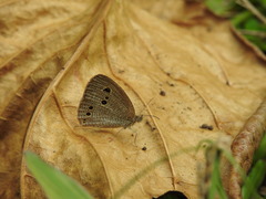 Ypthima horsfieldii