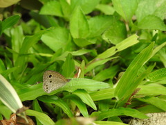 Ypthima horsfieldii
