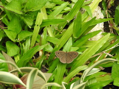 Ypthima horsfieldii