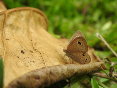 Ypthima horsfieldii