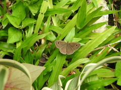Ypthima horsfieldii