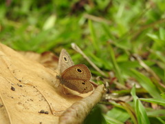 Ypthima horsfieldii