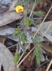 Pultenaea tenuifolia