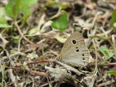 Ypthima horsfieldii