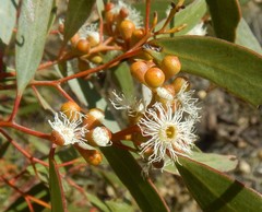 Eucalyptus gracilis