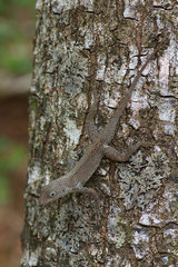 Anolis cristatellus cristatellus