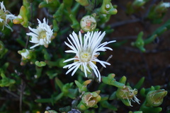 Vanzijlia annulata