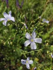 Linum perenne