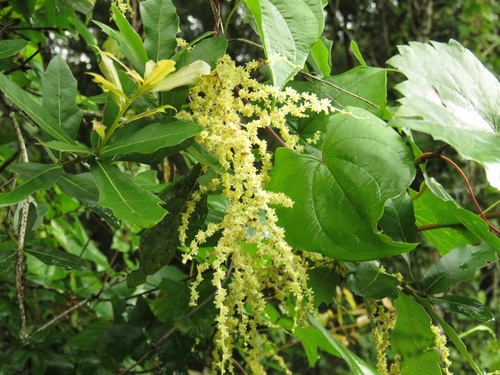 Dioscorea floridana image
