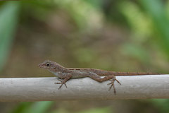 Anolis cristatellus cristatellus