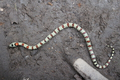 Lampropeltis greeri