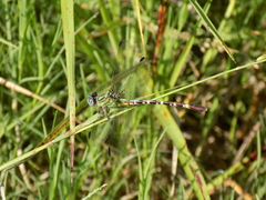 Erpetogomphus eutainia