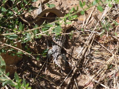 Aspidoscelis scalaris