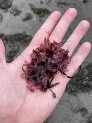 Phycodrys rubens