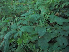 Rubus calvatus