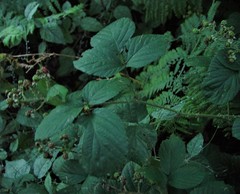 Rubus calvatus