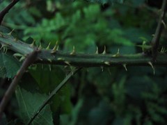 Rubus calvatus