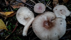 Lactarius flexuosus